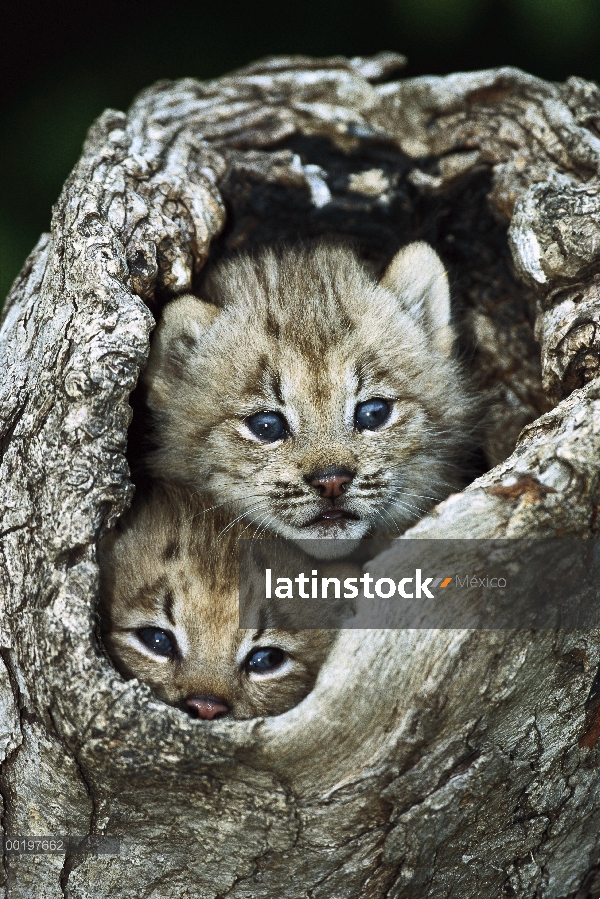 Lince del Canadá (Lynx canadensis) gatito par mirando hacia fuera del tronco hueco, América del nort