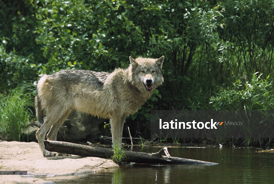 Lobo (Canis lupus) en la orilla del río, América del norte