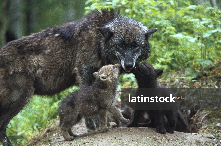 Madre de lobo (Canis lupus) con dos cachorros mendigando comida en la entrada de la guarida, Pine Co