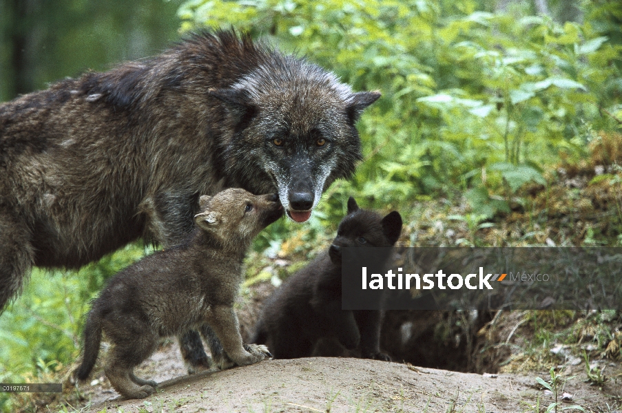 Madre de lobo (Canis lupus) con dos cachorros mendigando comida en la entrada de la guarida, Pine Co