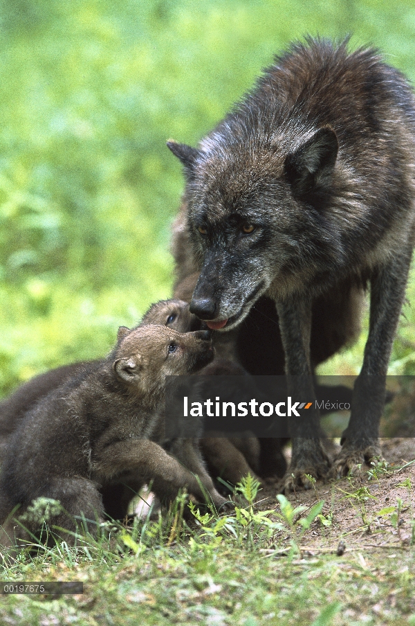 Lobo (lupus de Canis) madre con tres cachorros mendigando comida, Pine County, Minnesota