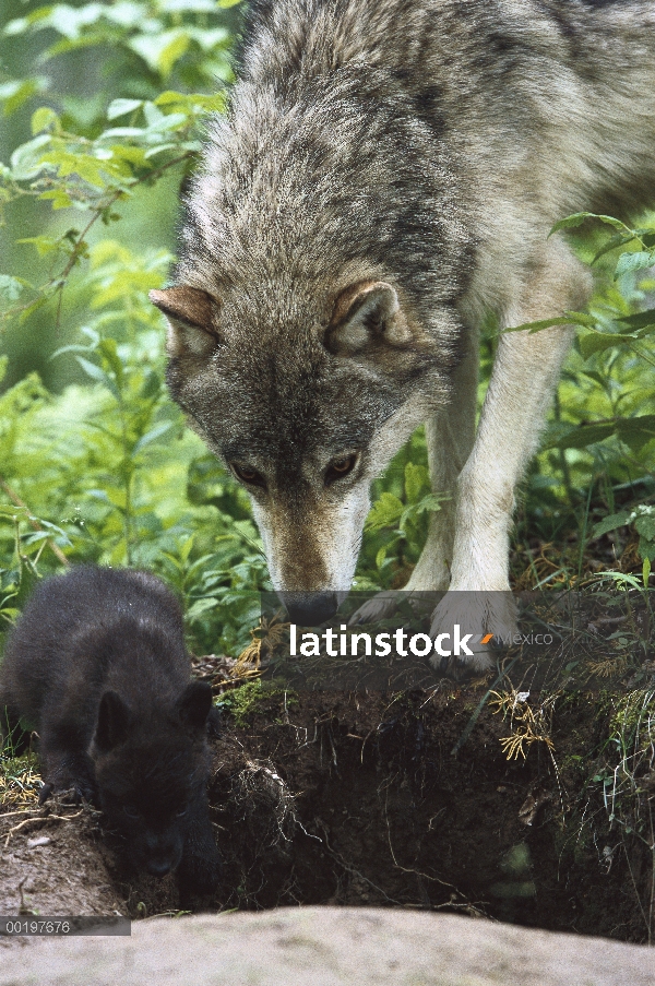 Madre de lobo (Canis lupus) con perrito en la entrada de la guarida, Pine County, Minnesota