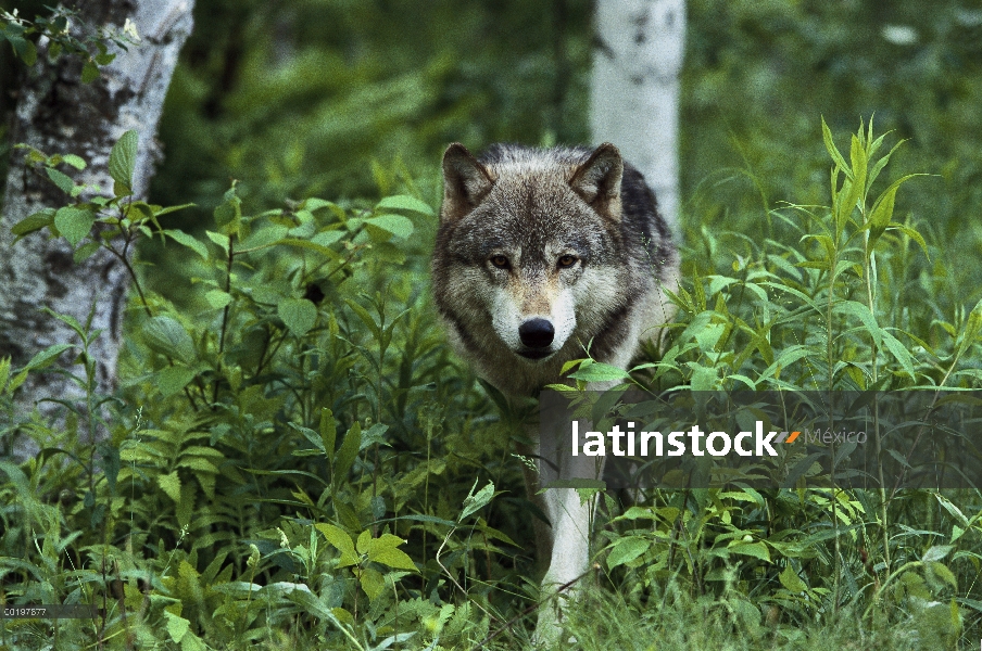 Lobo (lupus de Canis) caminando por el bosque, Condado de pino, Minnesota