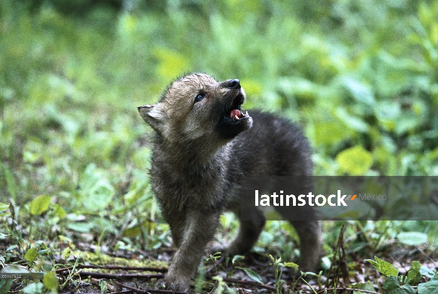 Cachorro de lobo (Canis lupus), aullidos, América del norte