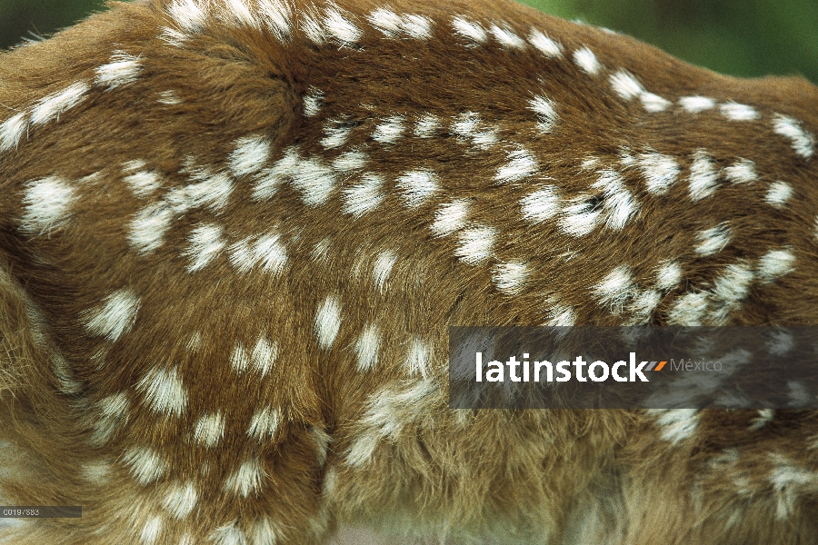 Venado de cola blanca (Odocoileus virginianus) leonado, manchado abrigo detalle, América del norte