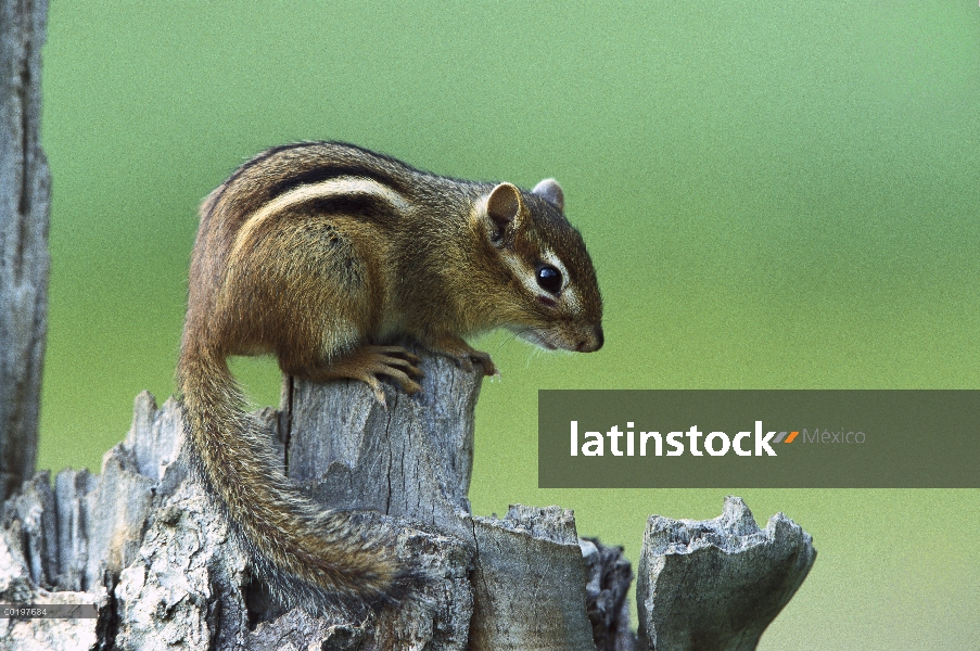 Ardilla rayada del este (Tamias striatus) en snag, América del norte