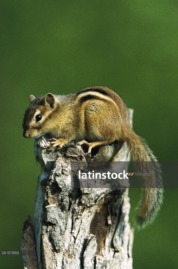 Ardilla rayada del este (Tamias striatus) en snag, América del norte