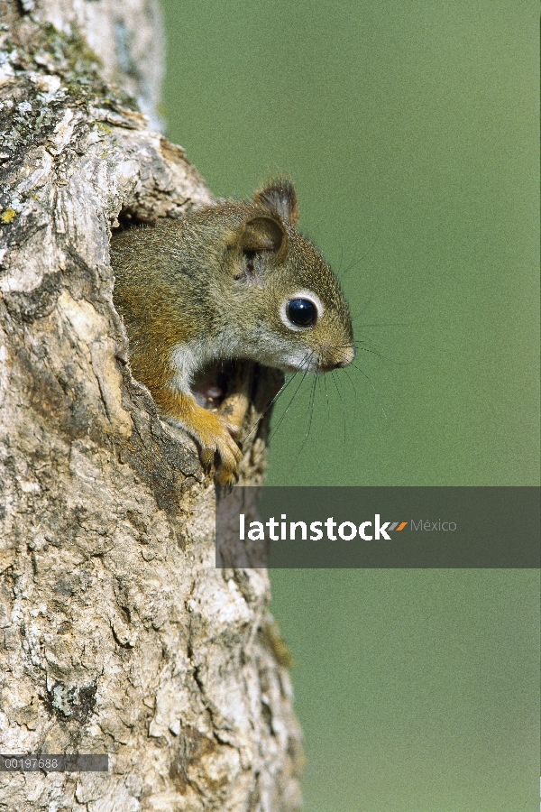 Ardilla roja (Tamiasciurus hudsonicus) interconexión hacia fuera del agujero en árbol, nativo de Amé