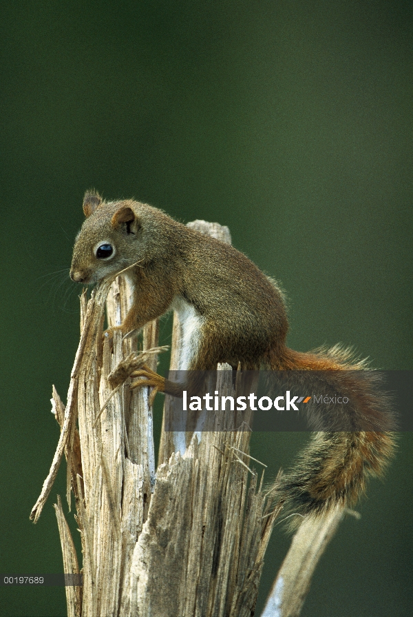 Ardilla roja (Tamiasciurus hudsonicus) juvenil, nativa de América del norte