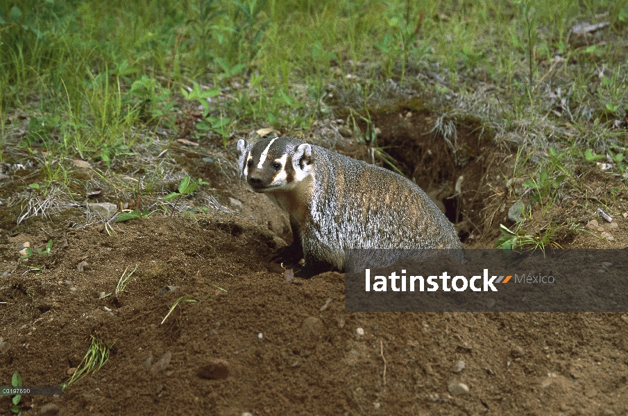 Tejón americano (Taxidea taxus) salen de la madriguera, América del norte