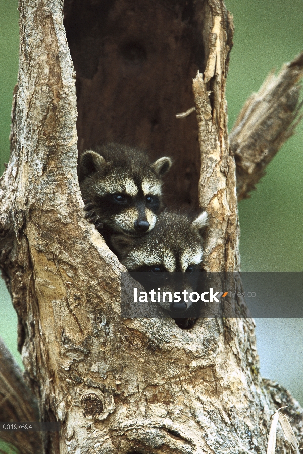 Mapache (Procyon lotor) dos bebés mirando hacia fuera del agujero en árbol, de América del norte