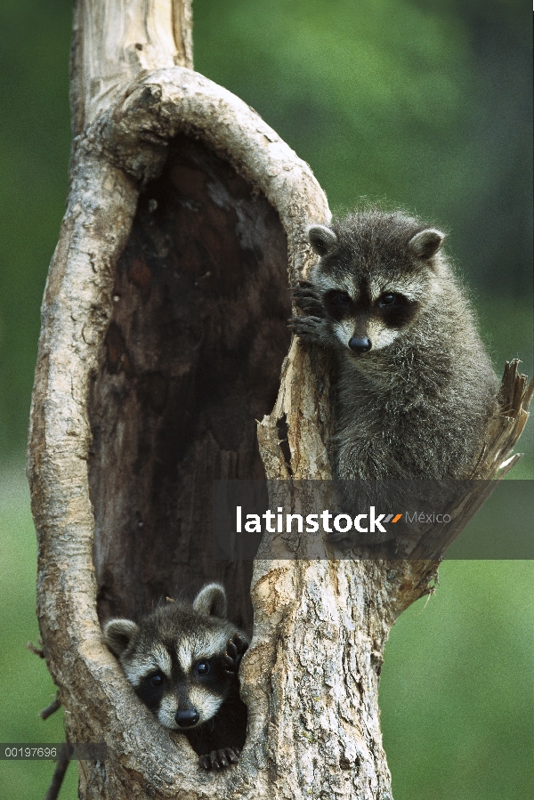 Dos bebés de mapache (Procyon lotor) en árbol, América del norte