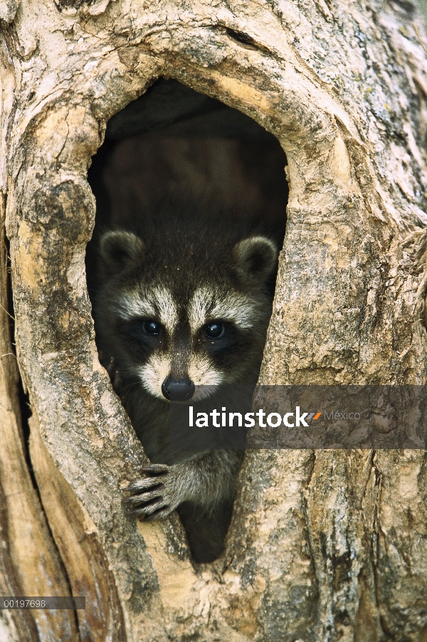 Mapache (Procyon lotor) bebé peering hacia fuera del agujero en árbol, de América del norte