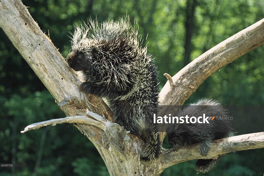 Común puerco espín (Erethizon dorsatum) madre y el bebé en el árbol, América del norte