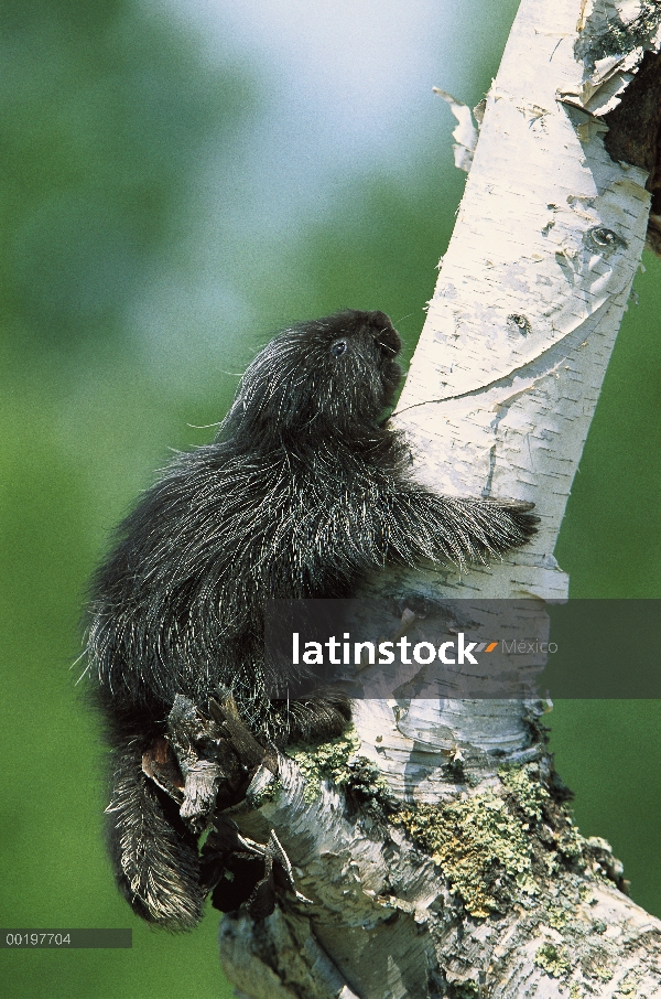 Común bebé de puerco espín (Erethizon dorsatum), escalada en árboles, América del norte