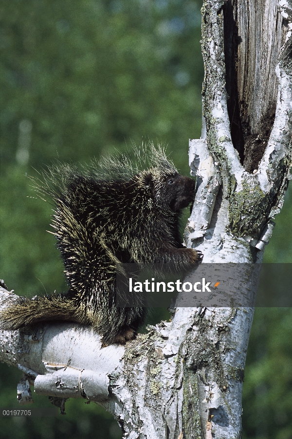 Común baby puerco espín (Erethizon dorsatum), América del norte