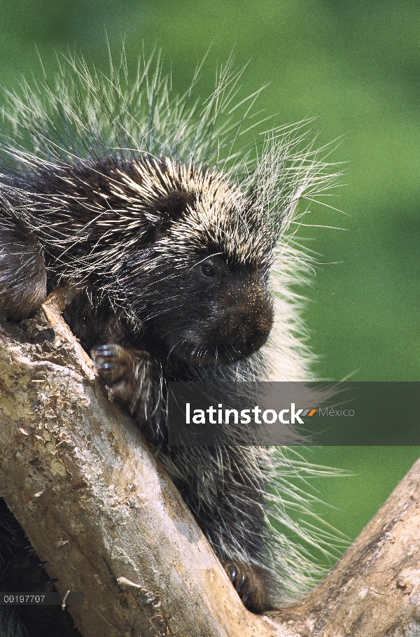 Retrato de puerco espín (Erethizon dorsatum) común en árboles, América del norte