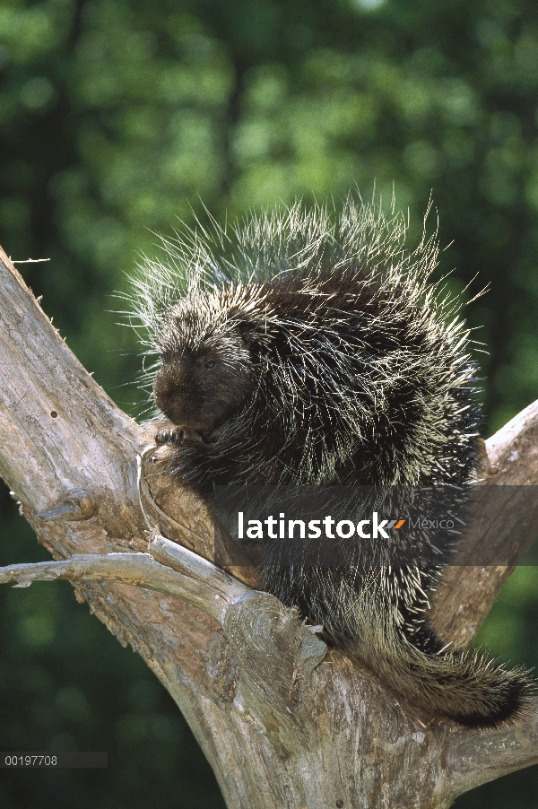 Puerco espín común (Erethizon dorsatum) en árbol, de América del norte