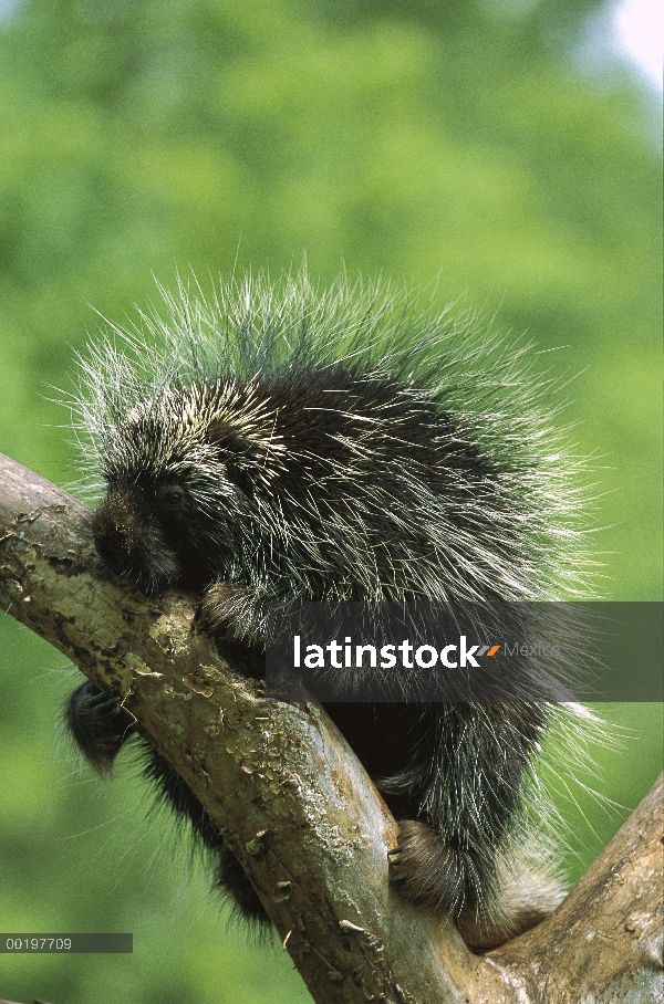 Puerco espín común (Erethizon dorsatum), América del norte