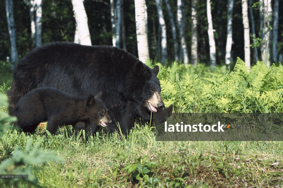 Oso negro (Ursus americanus) sembrar con cub en bosque de abedul (Betula sp), América del norte