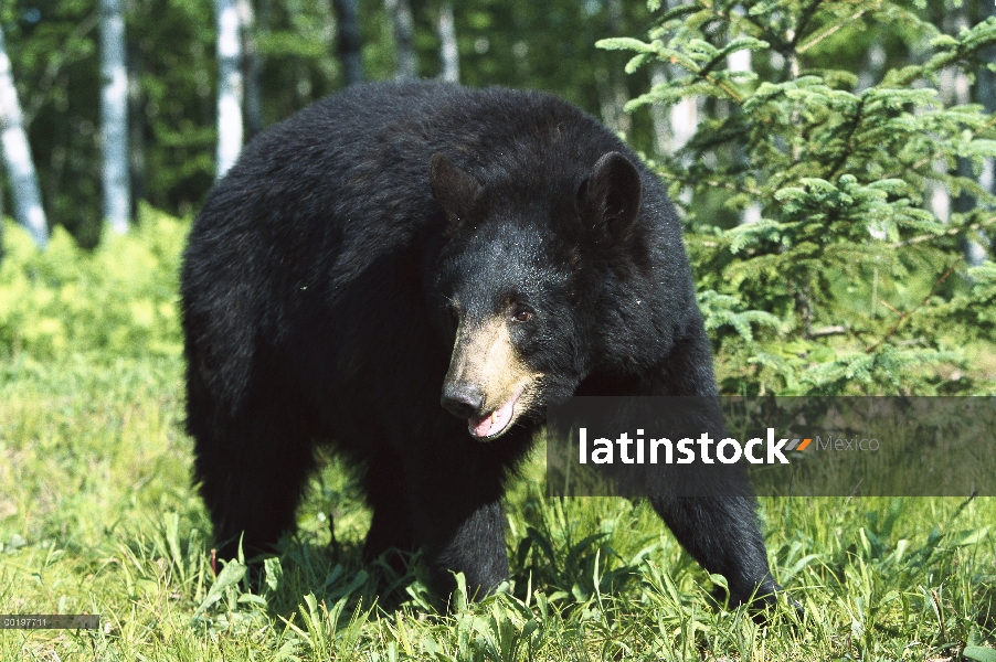 Oso negro (Ursus americanus), siembre bosque de abedul (Betula sp), América del norte