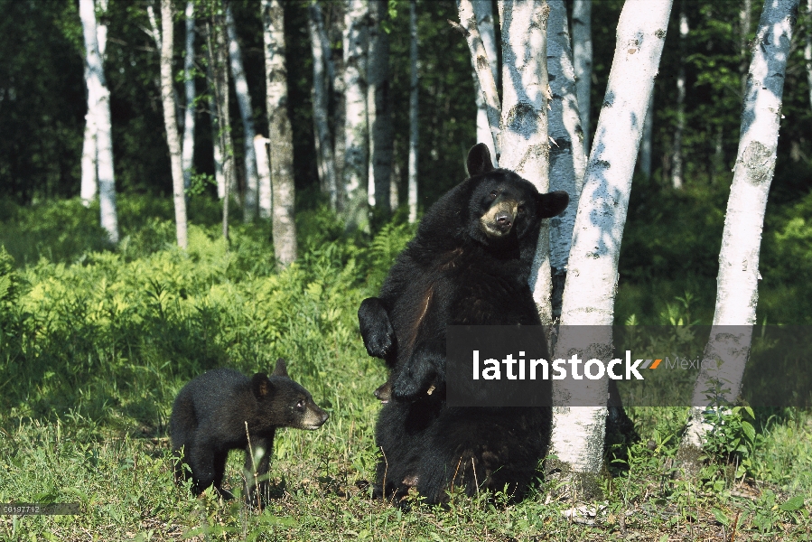 Oso negro (Ursus americanus) sembrar rasguño en abedul (Betula sp) con cub ver, América del norte