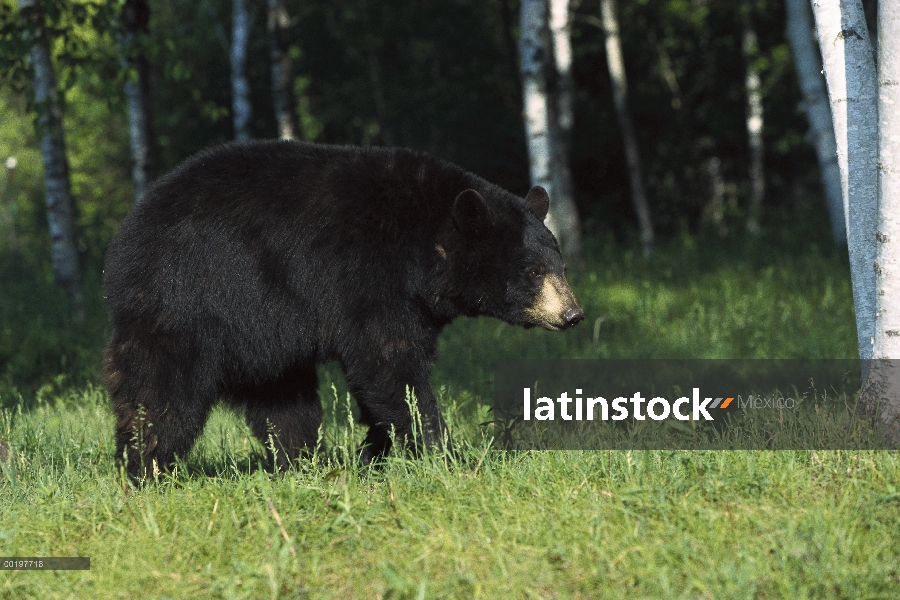 Oso negro (Ursus americanus) sembrar caminando por el bosque de abedules (Betula sp), América del no