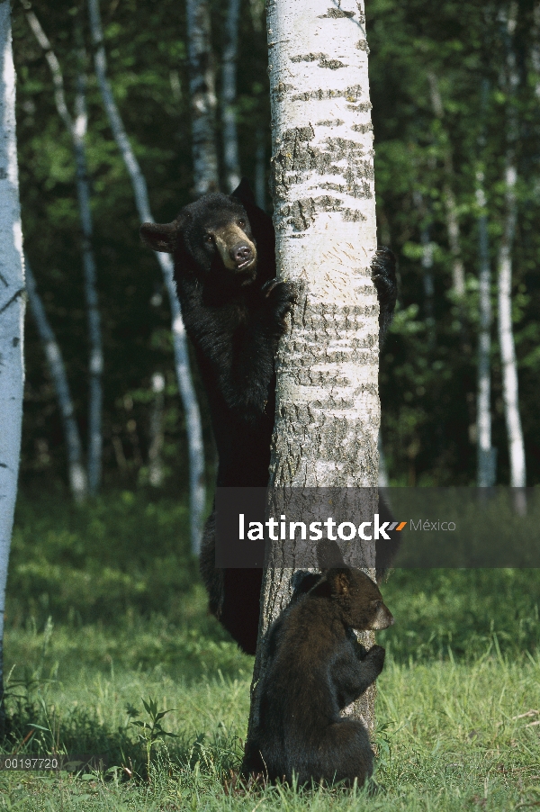 Oso negro (Ursus americanus) madre y cachorro de escalar un árbol, América del norte