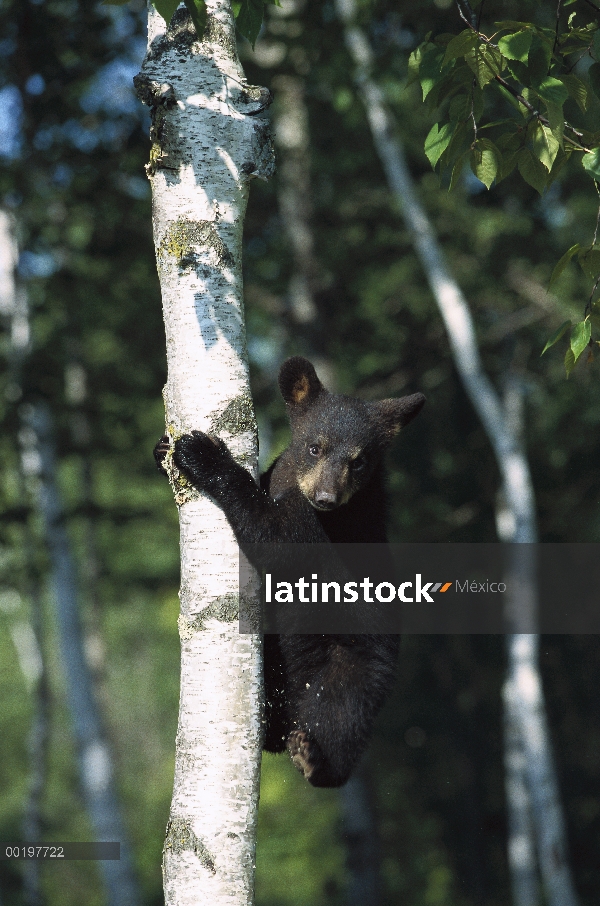 Cub de oso negro (Ursus americanus) aferrarse al tronco del árbol de abedul, América del norte