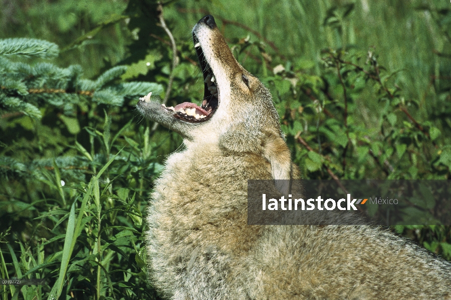 Adulto de Coyote (Canis latrans), aullidos, América del norte