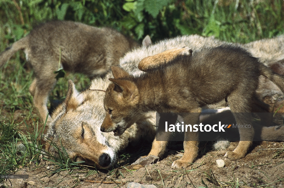 Madre de Coyote (Canis latrans) con dos cachorros curiosos, América del norte