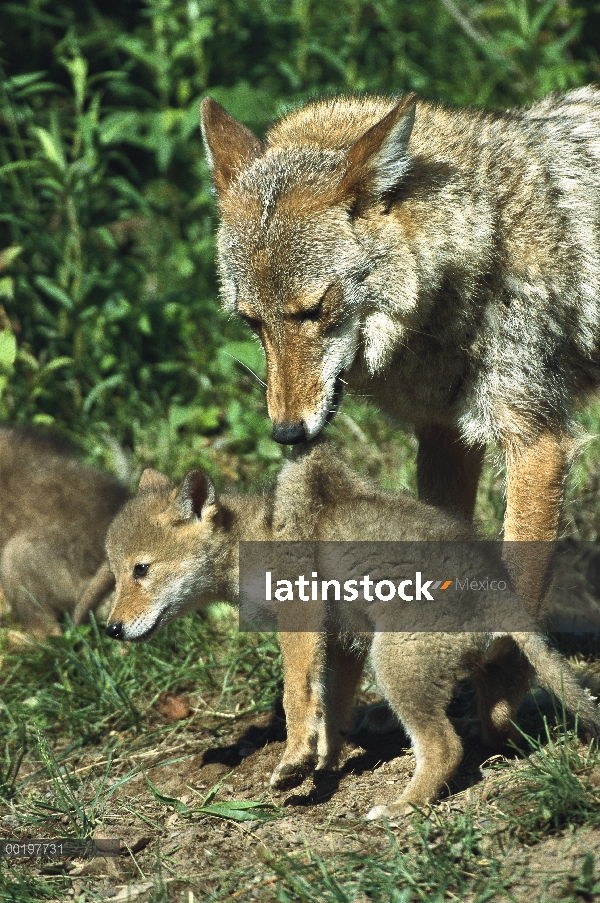 Coyote (Canis latrans) madre lleva cachorro por el pescuezo, América del norte