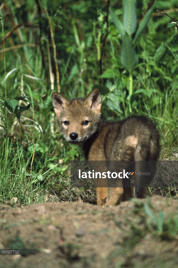 Cachorro alerta de Coyote (Canis latrans) en la entrada de la guarida, América del norte