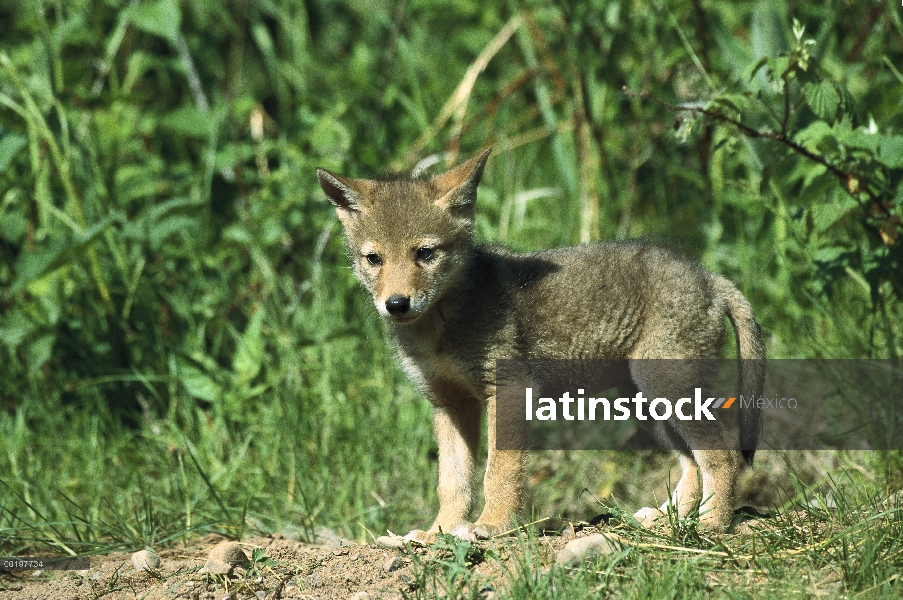 Cachorro de Coyote (Canis latrans), América del norte