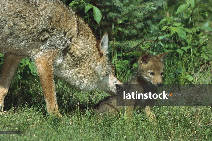 Madre de Coyote (Canis latrans), aseo de su cachorro, América del norte