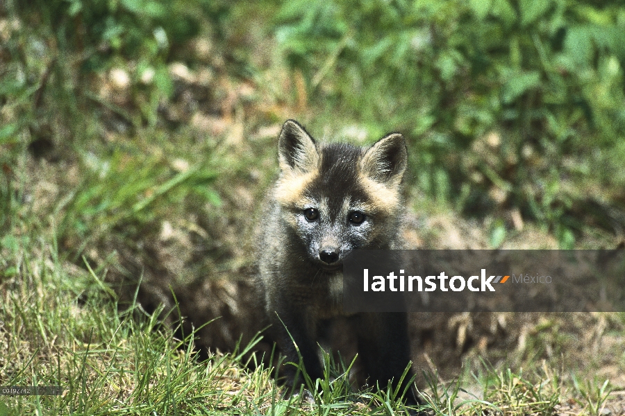 Zorro rojo (Vulpes vulpes) alerta kit en la entrada de la guarida, América del norte