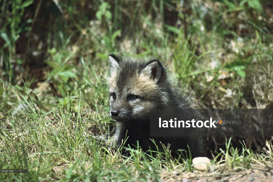 Zorro rojo (Vulpes vulpes) alerta kit en la entrada de la guarida, América del norte