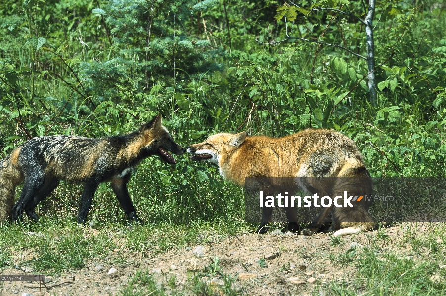 Zorro rojo (Vulpes vulpes) y Cross Fox reunión, un ejemplo de las variaciones de color dentro de una