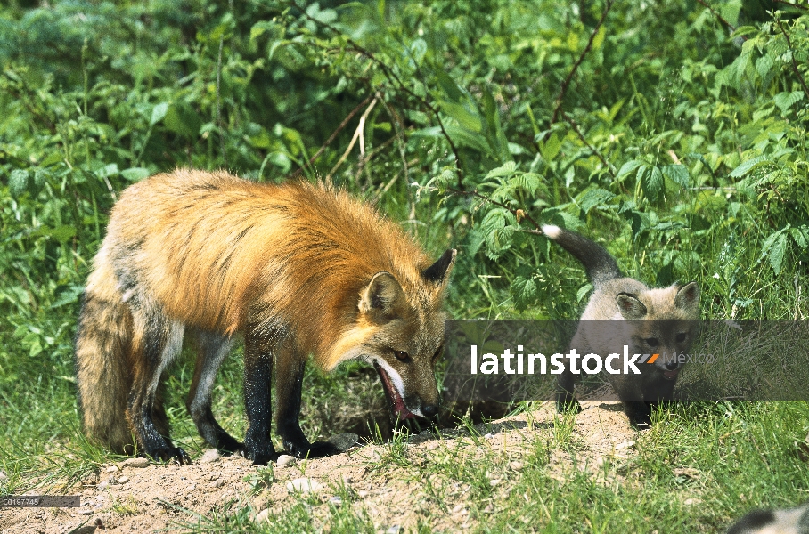 Zorro rojo (Vulpes vulpes) madre con kit en la entrada de la guarida, América del norte