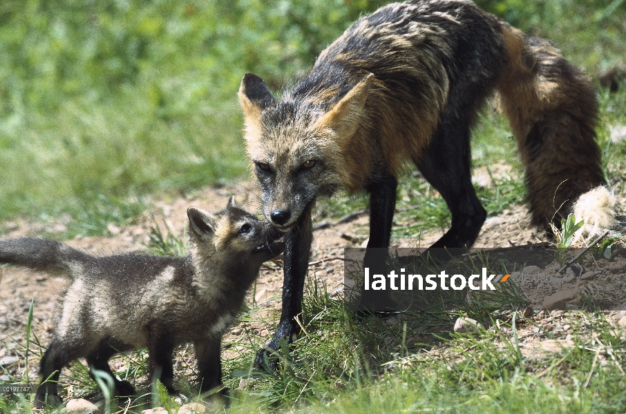 Zorro rojo (Vulpes vulpes) madre en cruz-fase de coloración con mendicidad kit, América del norte