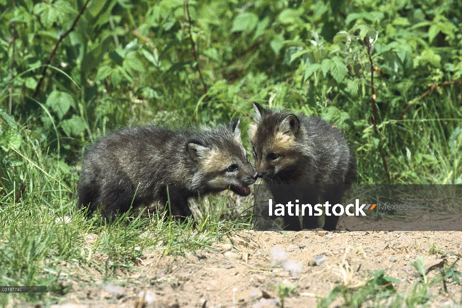 Zorro rojo (Vulpes vulpes) kit par interactuar, América del norte