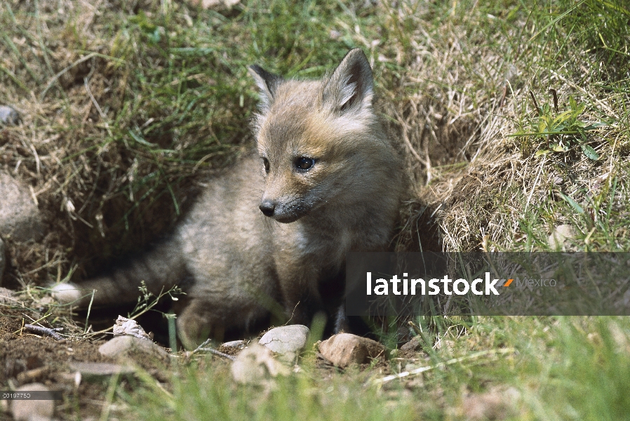 Cachorro de zorro rojo (Vulpes vulpes) de entrada de la guarida, América del norte