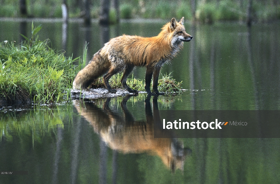 Zorro rojo (Vulpes vulpes) reflejado en el lago, América del norte