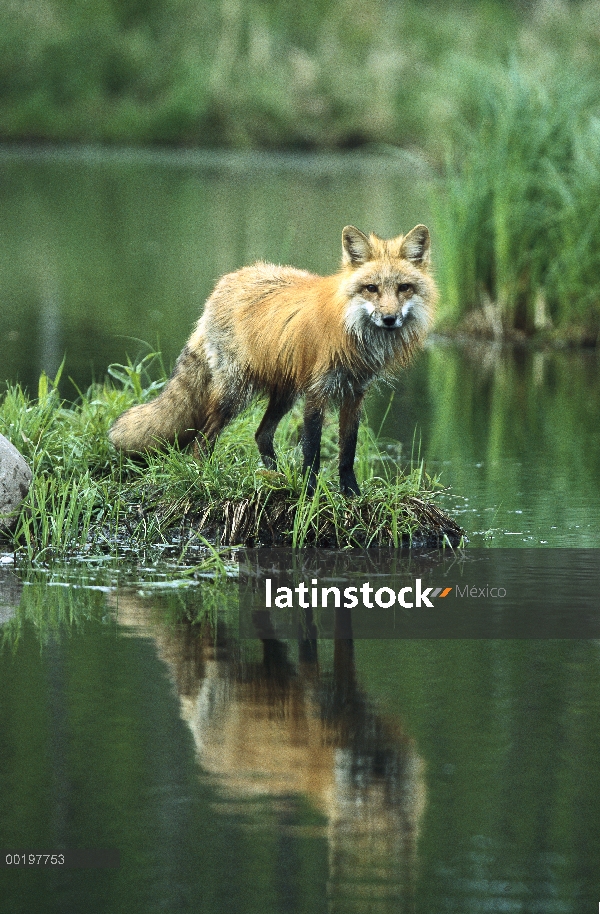 Zorro rojo (Vulpes vulpes) reflejado en el lago, América del norte