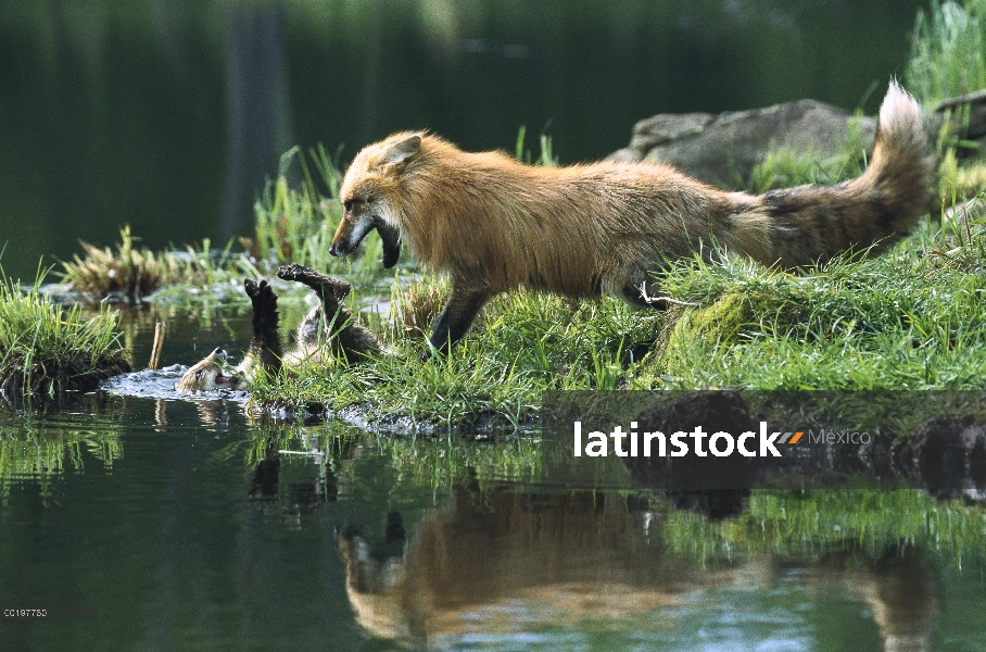 Zorro rojo (Vulpes vulpes) madre jugar luchando con el kit que ha caído en la secuencia del lago, Am