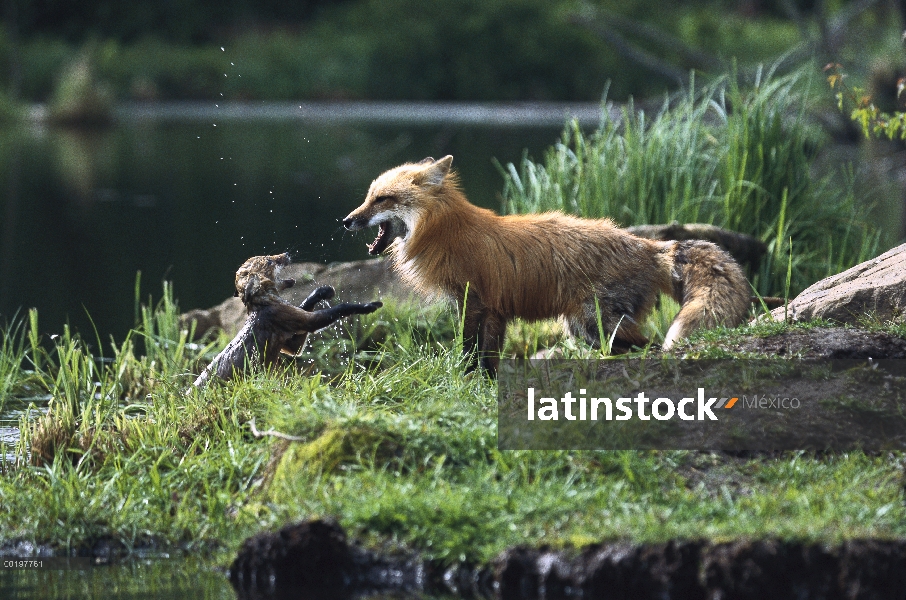 Zorro rojo (Vulpes vulpes) madre jugar luchando con el kit que ha caído en la secuencia del lago, Am