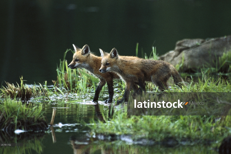 Zorro rojo (Vulpes vulpes) dos kits de alerta en la Ribera del río, América del norte