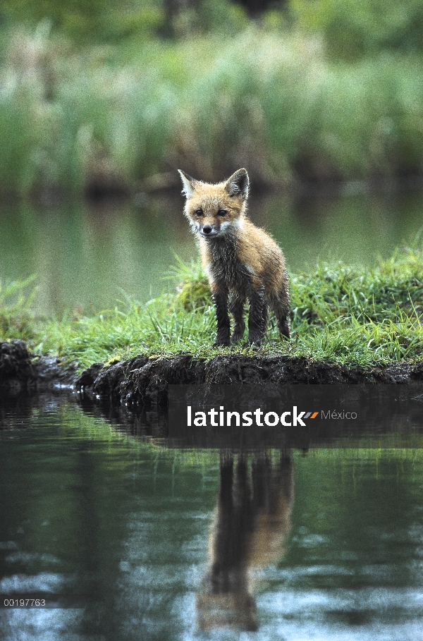 Zorro rojo (Vulpes vulpes) kit en la orilla del río, América del norte