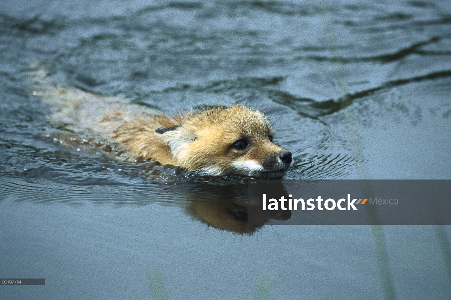 Zorro rojo (Vulpes vulpes) kit de natación, América del norte