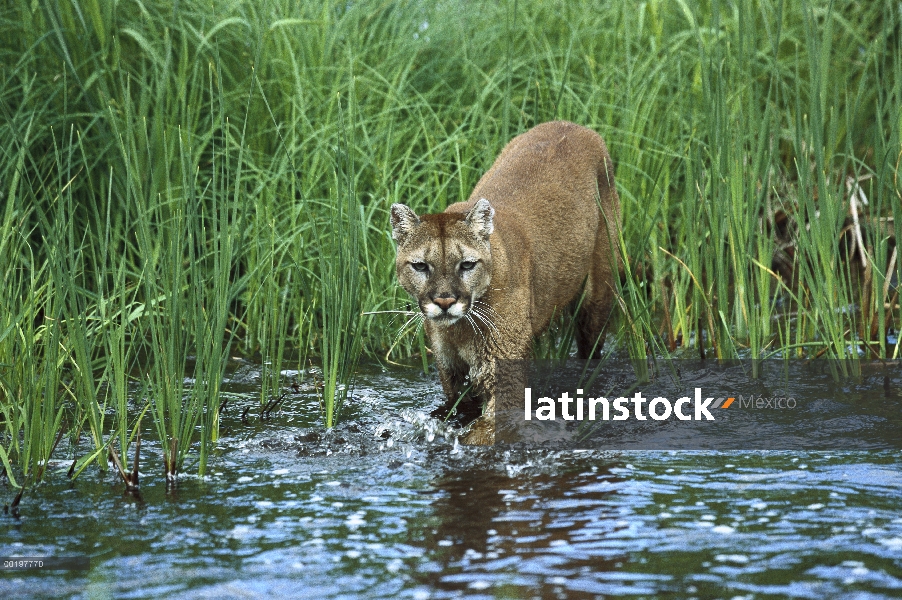 León de montaña (Puma concolor) vadeando a través de stream, América del norte